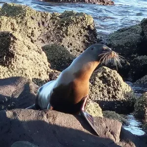 North-Seymour-island-wildlife