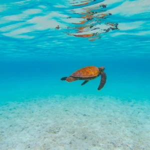 Pinzón Island Snorkeling Tour