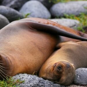 cruise-galapagos-north-seymour-island-mother-baby-sea-lions-xxl (1)