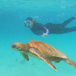 sea turtles snorkeling Pinzon Island Galapagos