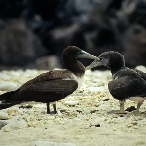pngtree-north-seymour-island-feeding-juvenile-waterfowl-with-cub-masked-with-feathers-in-galapagos-nature-reserve-photo-photo-image_65571036