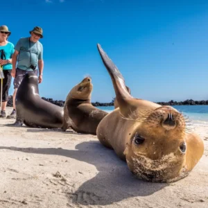 sea-lion-santa-fe