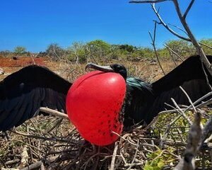 Frigatebird North Seymour Island