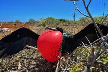 Frigatebird North Seymour Island