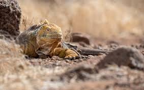 Land iguana North Seymour Tour Galapagos