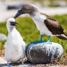 Blue-footed boobies North Seymour Tour Galapagos