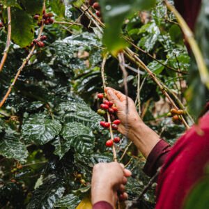 Harvesting coffee during a Galapagos coffee tour