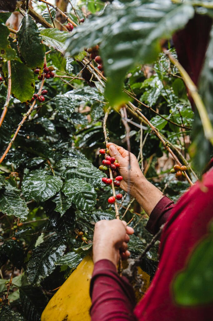 Harvesting coffee during a Galapagos coffee tour