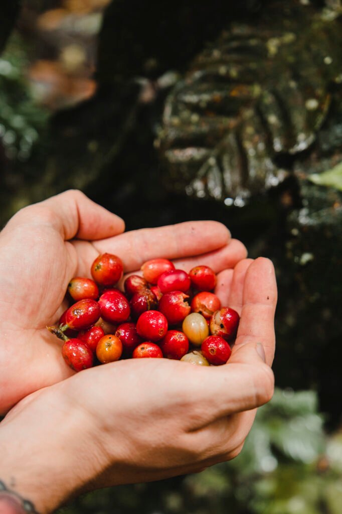 Galapagos Coffee Tour