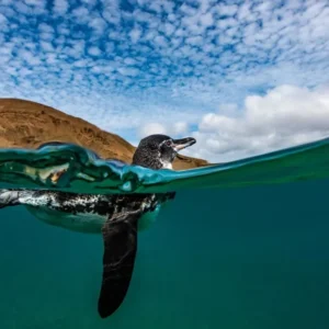 Galapagos penguins Bartolome Island coast