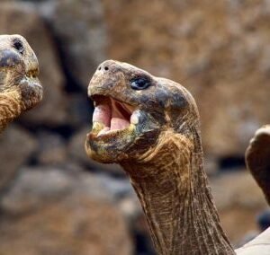 Giant tortoises in natural habitat at Rancho Primicias Santa Cruz