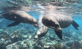 Galapagos snorkeling tour Santa Cruz sea lions swimming