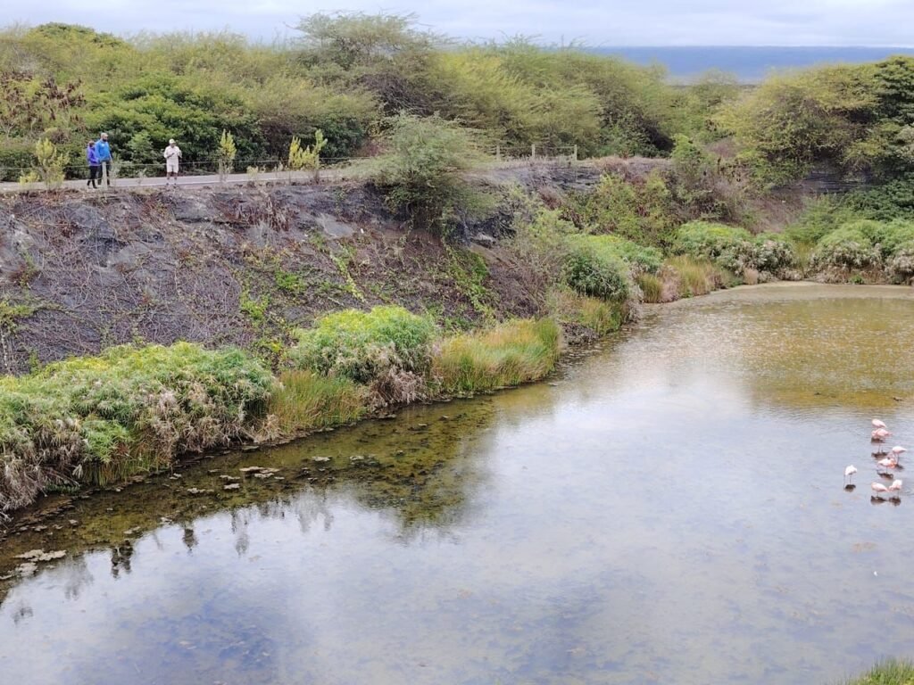 Natural landscape on Isabela Island Galapagos