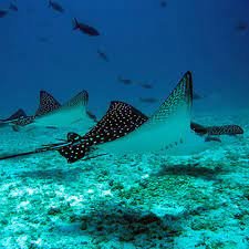 Galapagos Diving and Hiking Tour 7 Days | Volcanoes & Wildlife