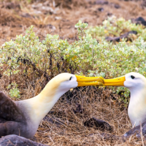 Daily Tour to Espanola Island