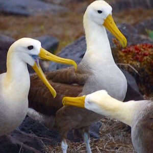 Daily Tour to Espanola Island
