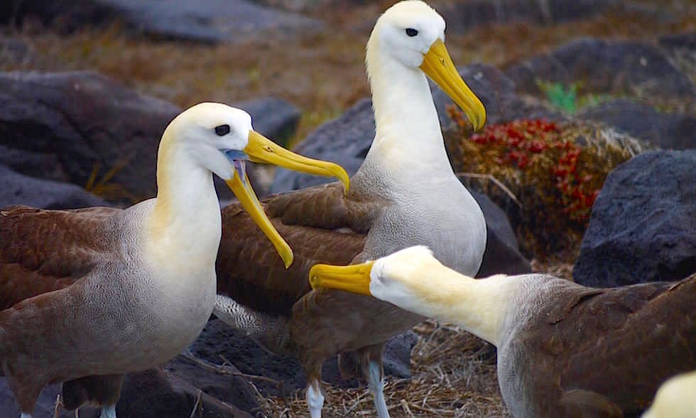 Daily Tour to Espanola Island