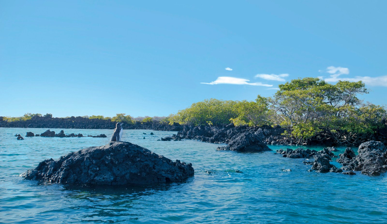 Isabela Island Full Day Tour