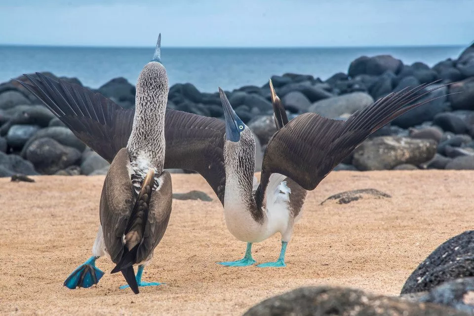 North Seymour Island Tour