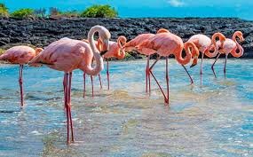 Galapagos inclusive tours