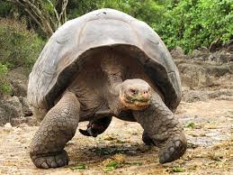 Daily Tours in Galapagos