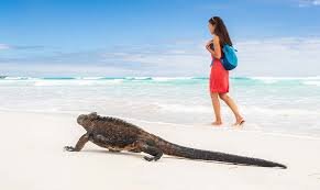 Best Time to Visit Galapagos