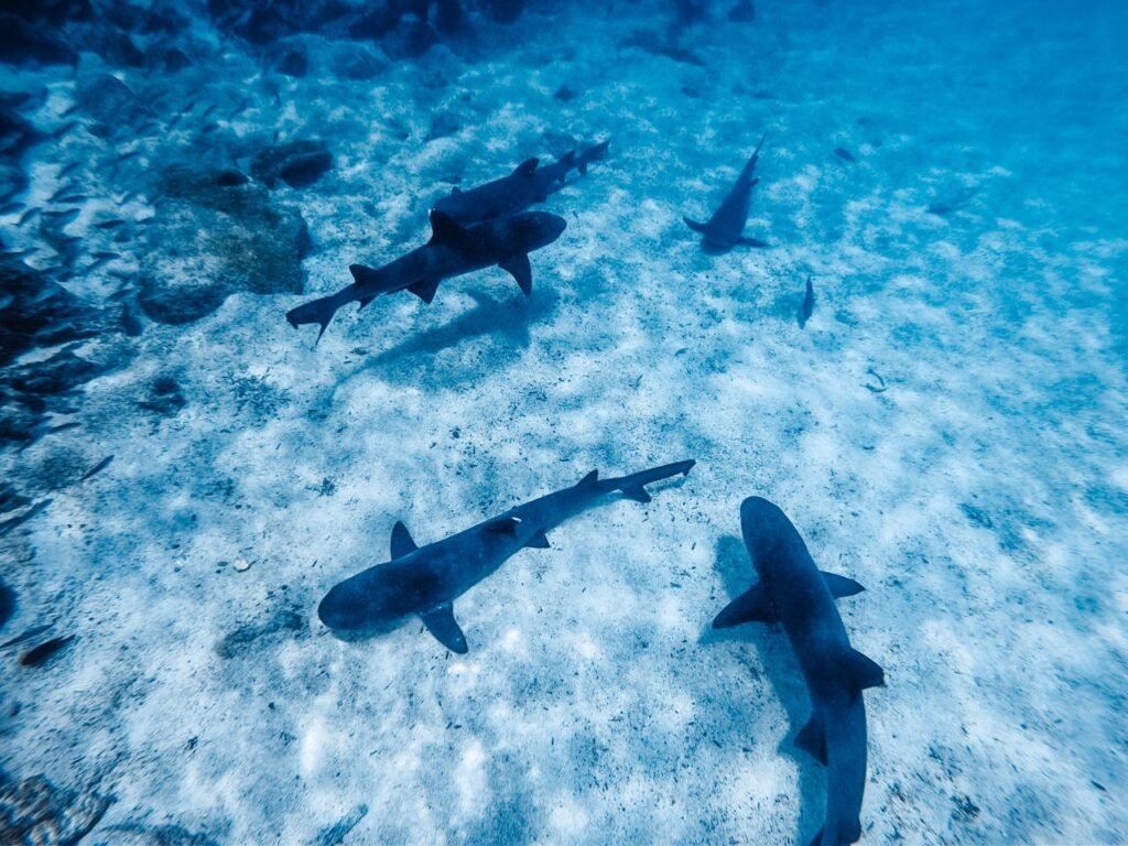 Pinzón Island Snorkeling Tour